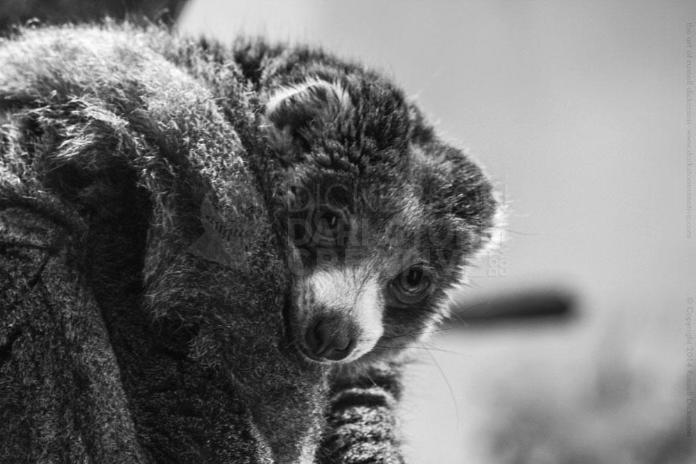 Denver Zoo, Mongoose Lemur