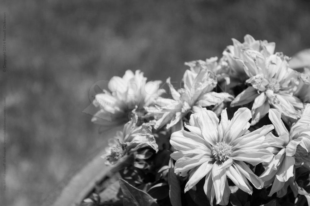 Flowers, Gray