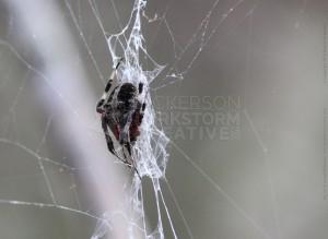 Spider, Florida