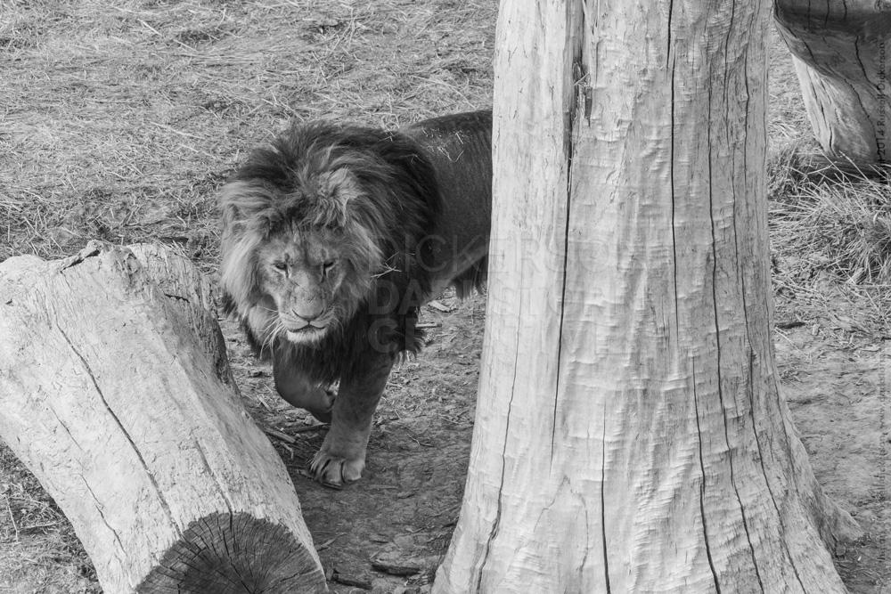 Lion, Wild Animal Sanctuary