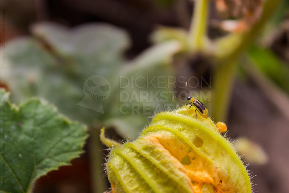 Pumpkin Patch, Bug