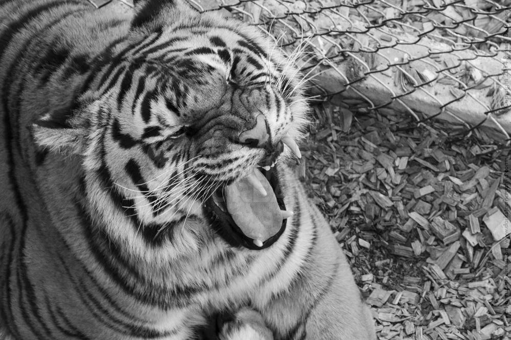 Tiger, Wild Animal Sanctuary