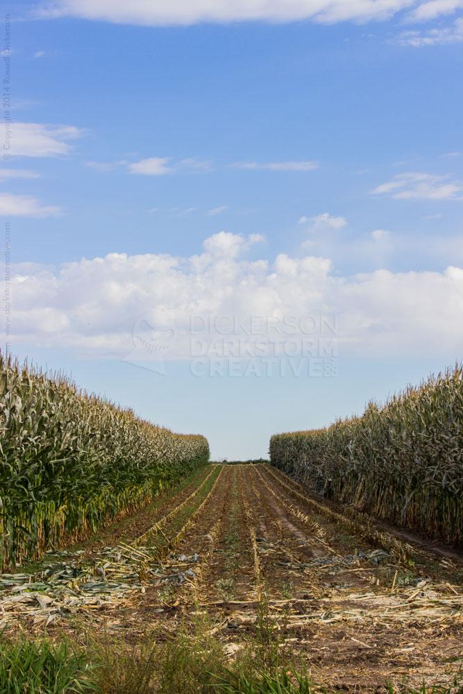 Through the Corn